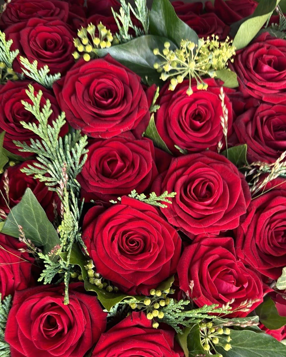 Dunkelrote Rosen mit zartem Grün, nah fotografiert